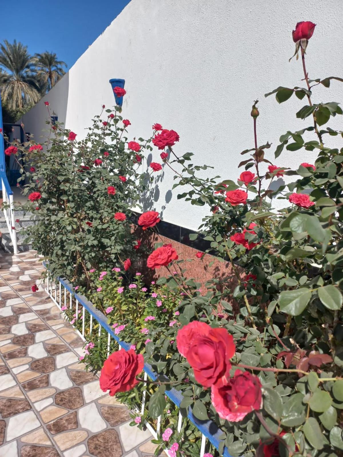 Villa Kaslan Apartments Luxor Exterior foto